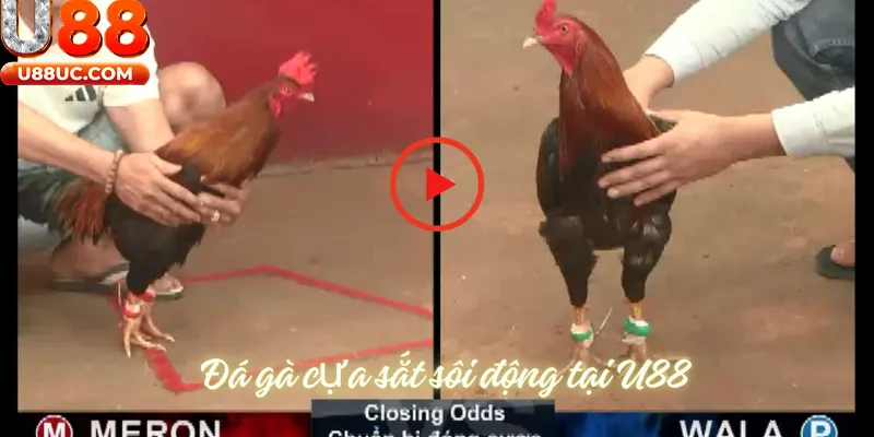 Đá gà cựa sắt sôi động tại U88